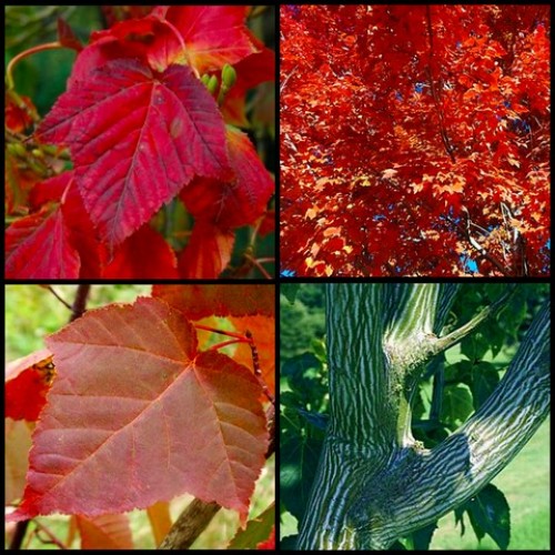 Acer Here's Snakebark Maple x 1 Plants Deciduous Trees Green Flowers Bark Hers's Her's Shade Courtyard grosserii var. hersii